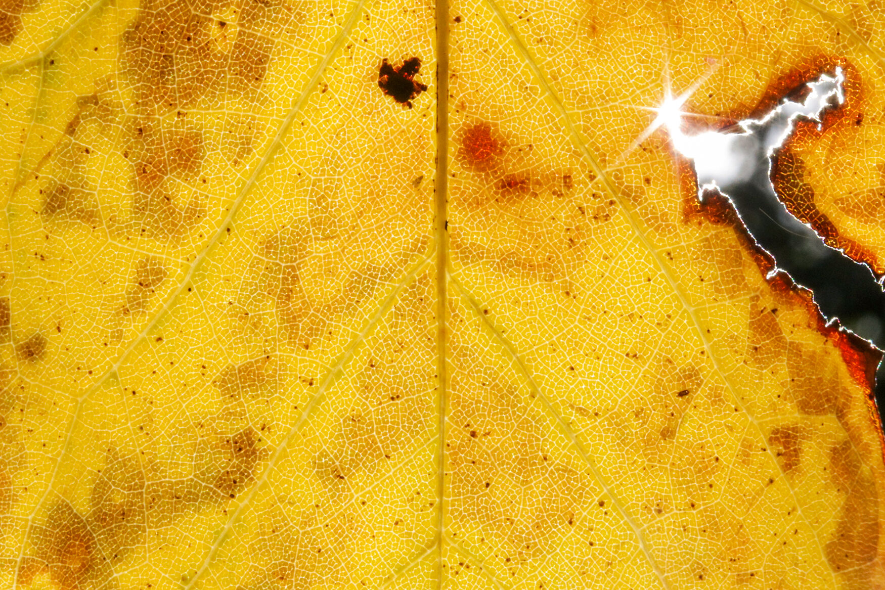 The sun peeks through a tear in a yellow leaf